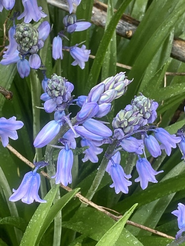 Hyacinthoides hispanica