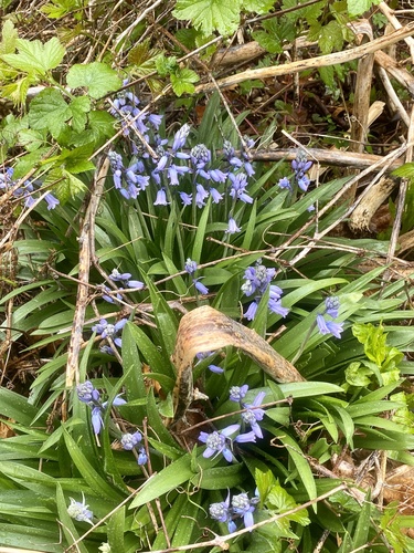 Hyacinthoides hispanica
