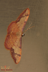 Idaea ostrinaria