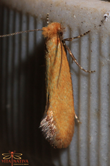 Reisserita chrysopterella