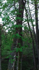 Aesculus hippocastanum