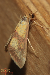 Pyrausta neglectalis