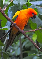 Aratinga solstitialis
