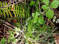 Festuca occidentalis