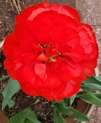 Angiospermae