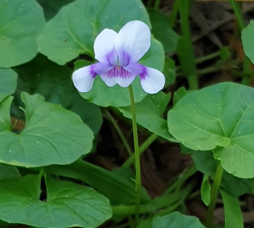 Viola banksii