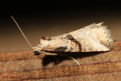 Zebeeba falsalis