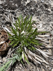 Petradoria pumila