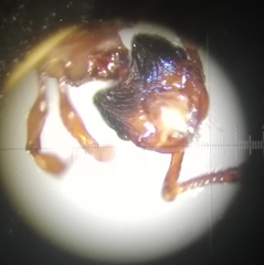 Myrmecina graminicola