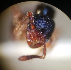 Myrmecina graminicola