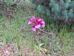 Anacamptis papilionacea grandiflora