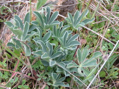 Lupinus hispanicus