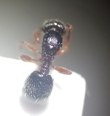 Myrmecina graminicola