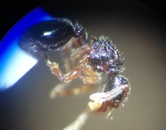 Myrmecina graminicola