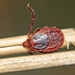Brown Dog Tick - Photo (c) javixu, some rights reserved (CC BY-NC), uploaded by javixu