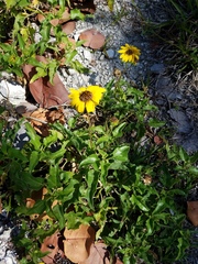 Helianthus debilis image