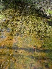 Potamogeton amplifolius