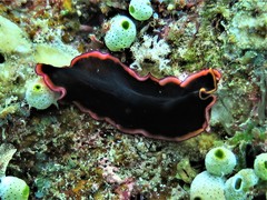 Pseudobiceros gloriosus