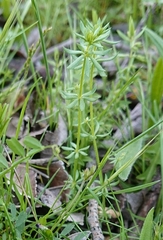 Galium parisiense