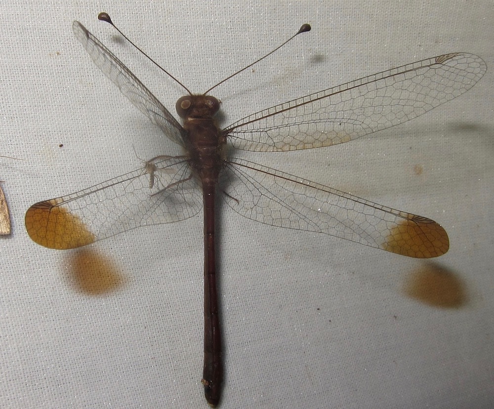 Ascalobyas