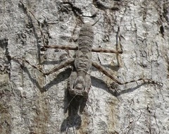 Hagiomantis