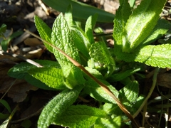 Eupatorium perfoliatum