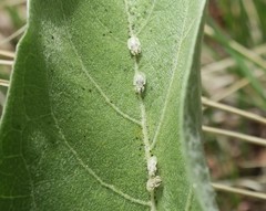 Corythucha immaculata