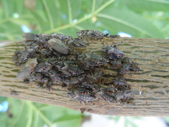 Aetalion reticulatum