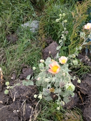 Callianthe pauciflora