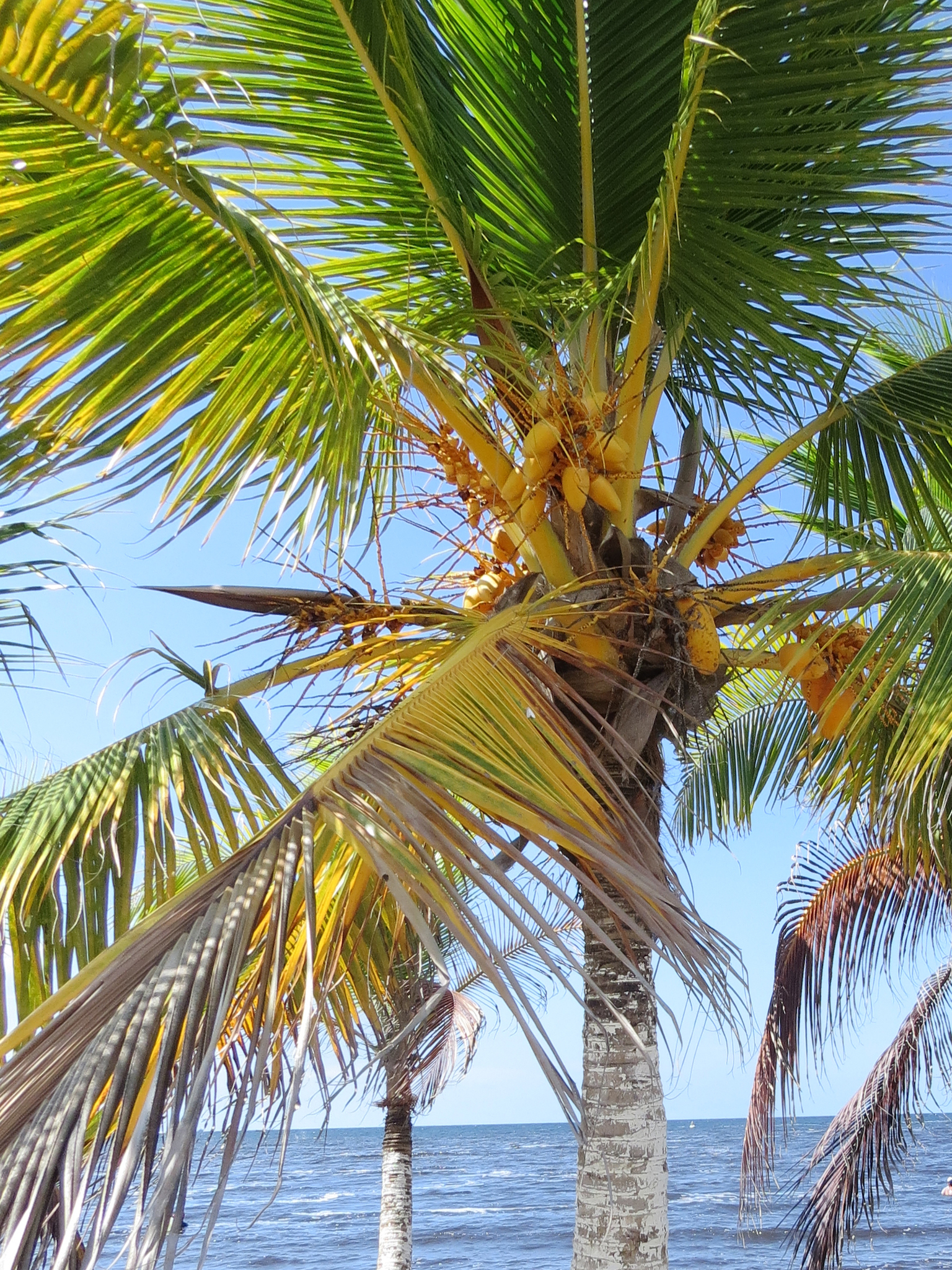 Coconut Palm Cocos Nucifera Inaturalist