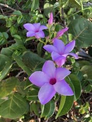 Cryptostegia