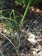 Cyperus usitatus
