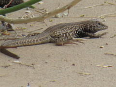 Aspidoscelis tigris