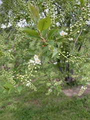 Prunus