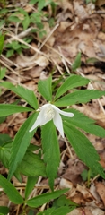 Anemonoides quinquefolia