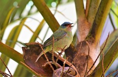 Dacnis cayana