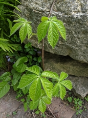Parthenocissus quinquefolia