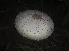 Fungi