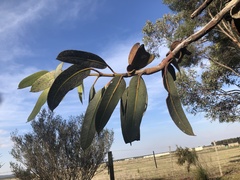 Eucalyptus tetraptera
