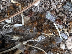 Solenopsis amblychila