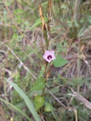 Ipomoea grandifolia