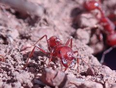 Pogonomyrmex occidentalis