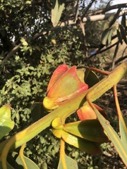 Eucalyptus tetraptera