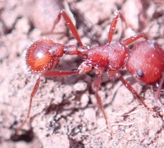 Pogonomyrmex occidentalis