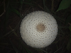 Fungi