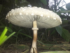 Fungi