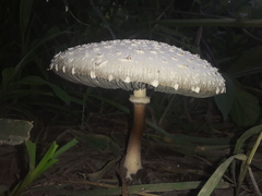 Fungi