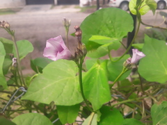 Ipomoea grandifolia
