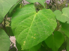 Ipomoea grandifolia