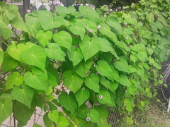Ipomoea grandifolia